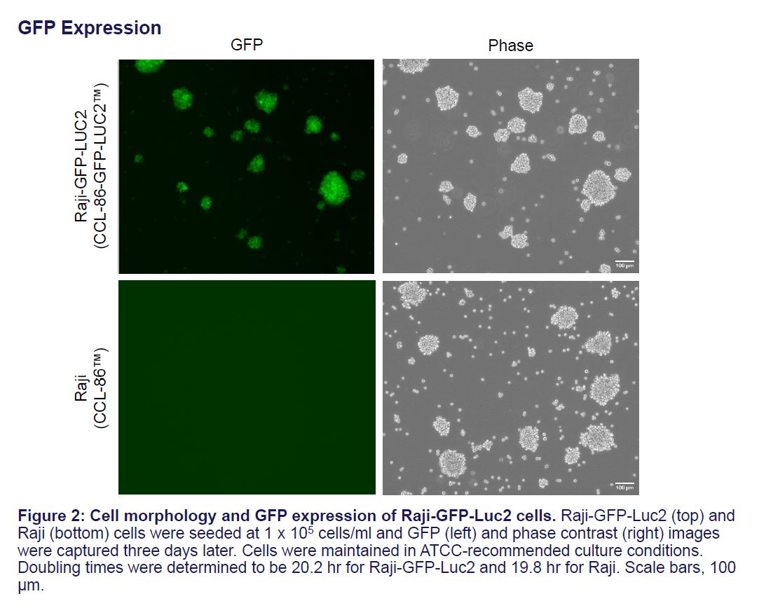 Fig 3 CCL-86-GFP-LUC2
