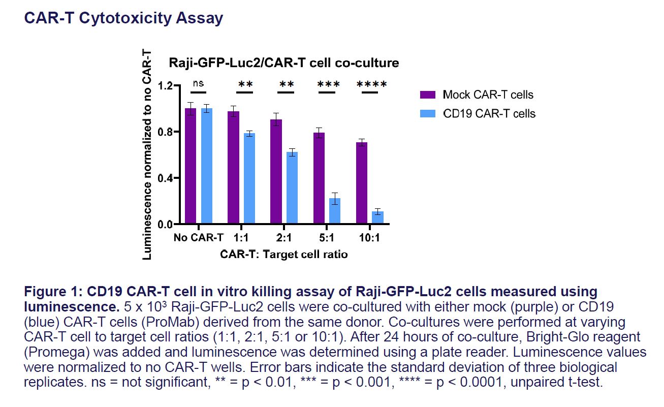 Fig 4 CCL-86-GFP-LUC2