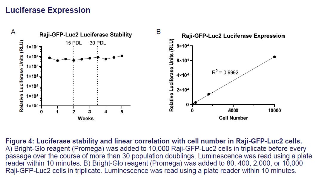 Fig 5 CCL-86-GFP-LUC2