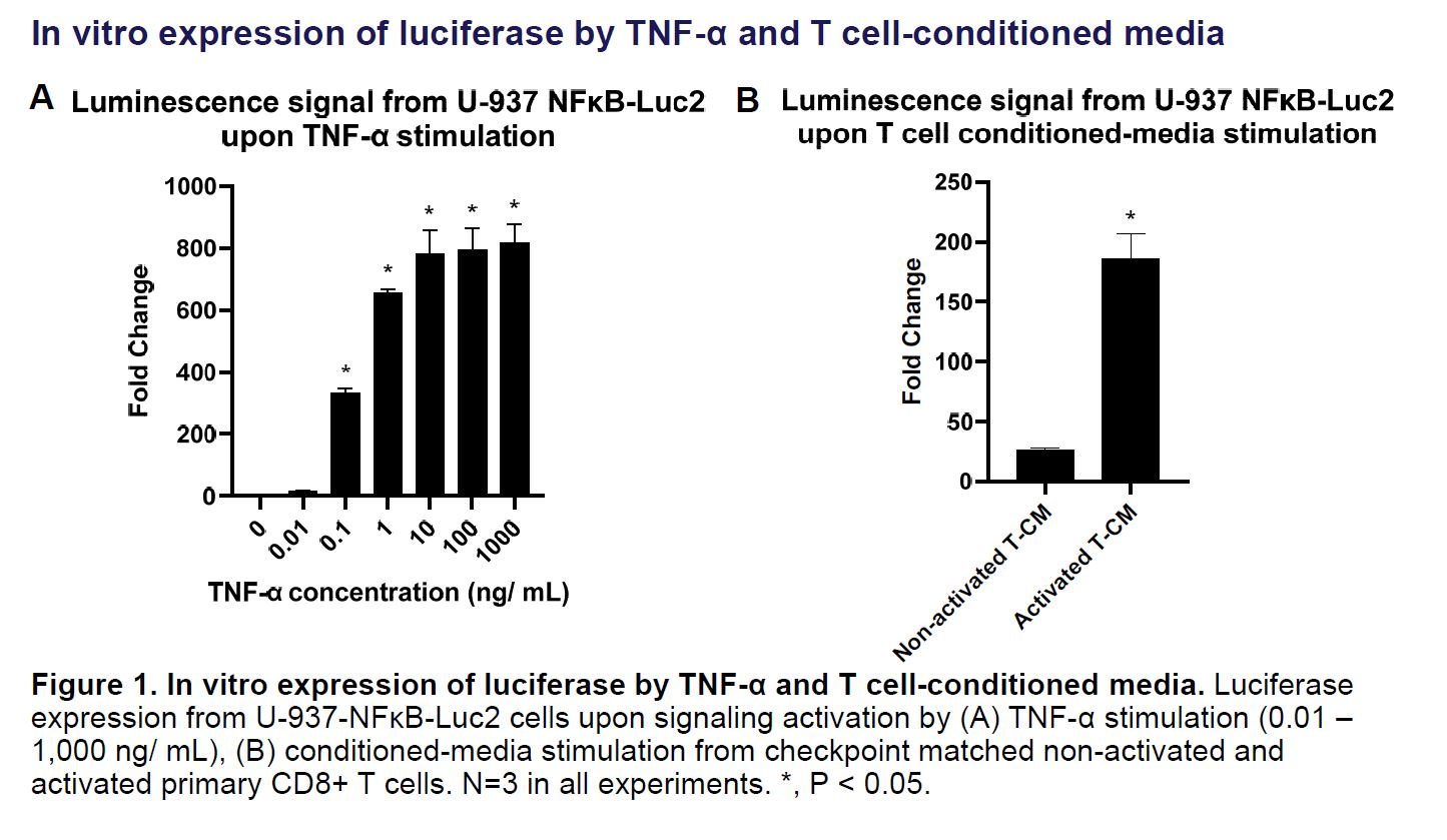 Application data U-937 NFκB-LUC2