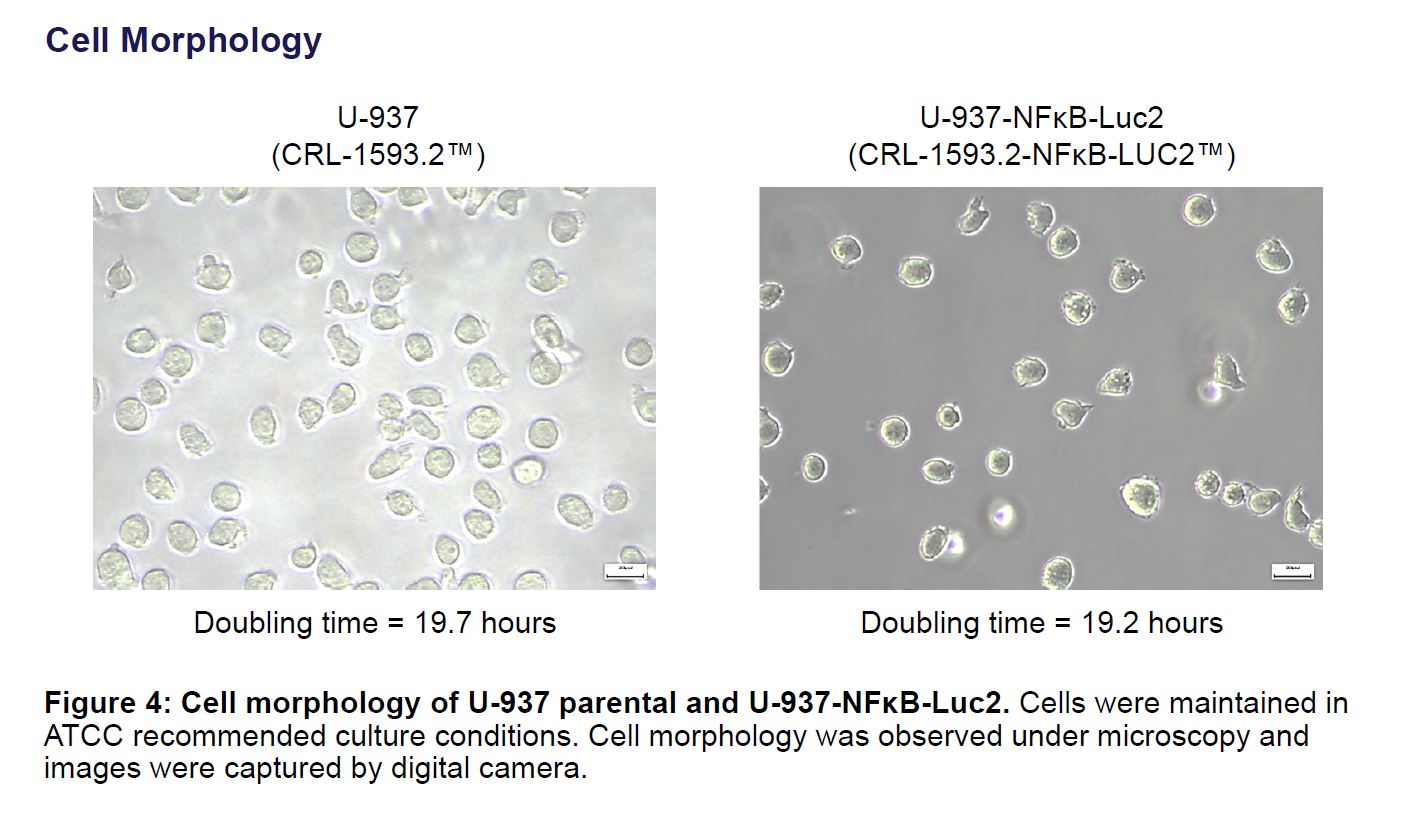Application data U-937 NFκB-LUC2