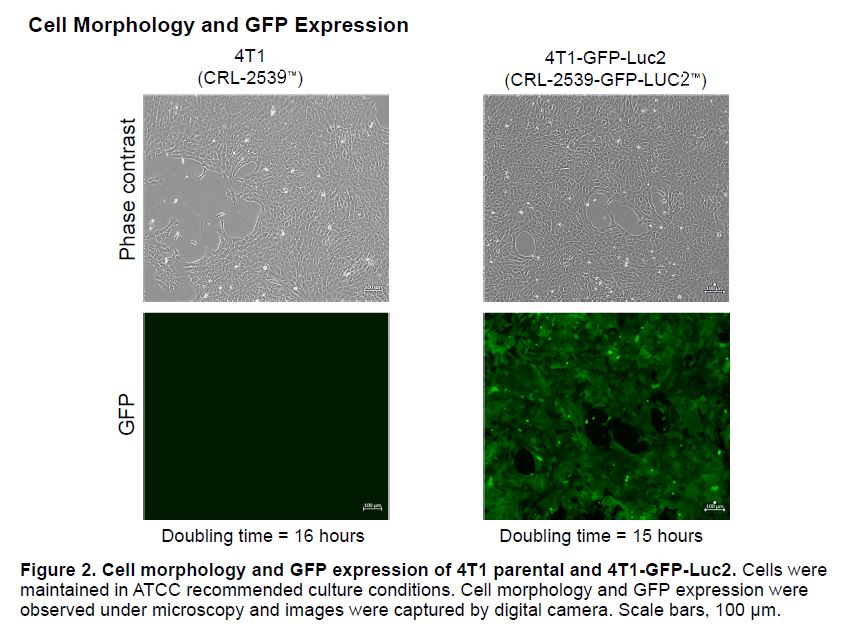 Fig 1 CRL-2539