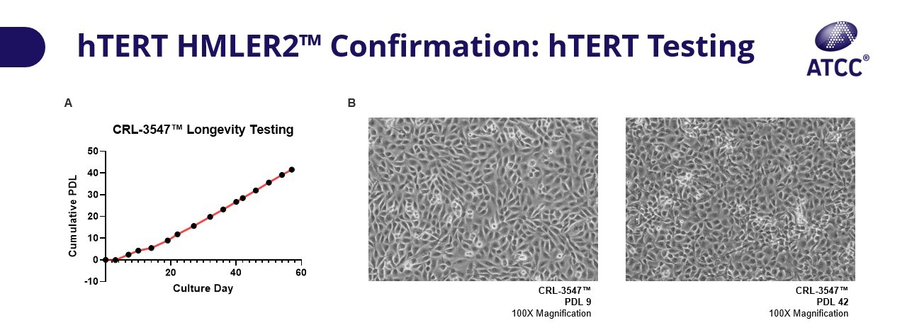 hTERT HMLER2 confirmation htert testing