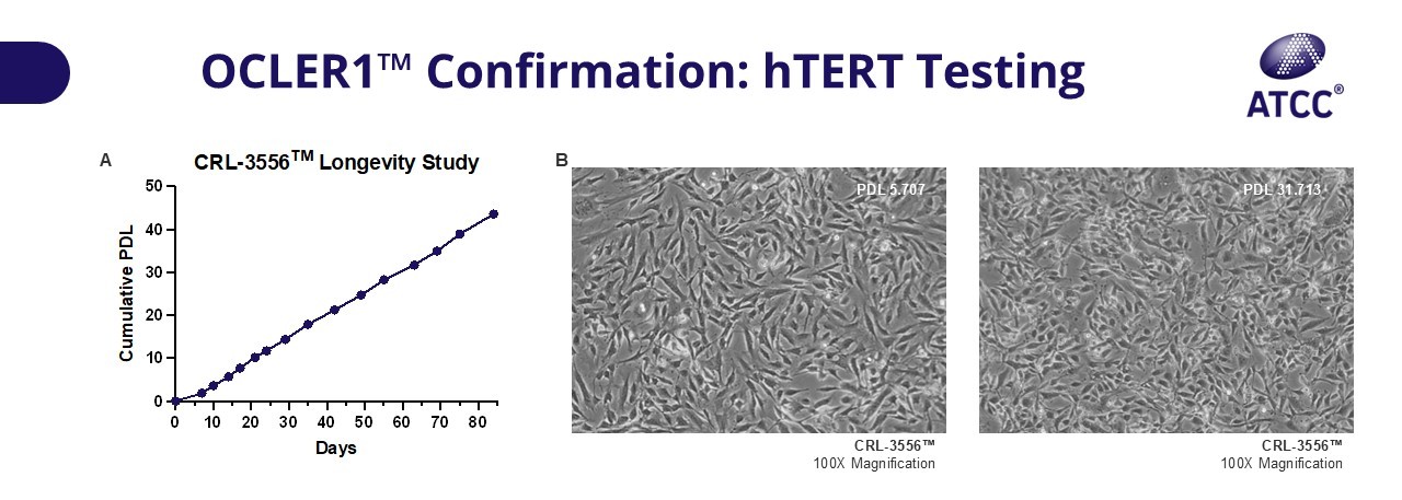 OCLER1 Confirmation hTERT Testing