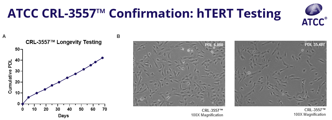 hTERT testing images of CRL-3557