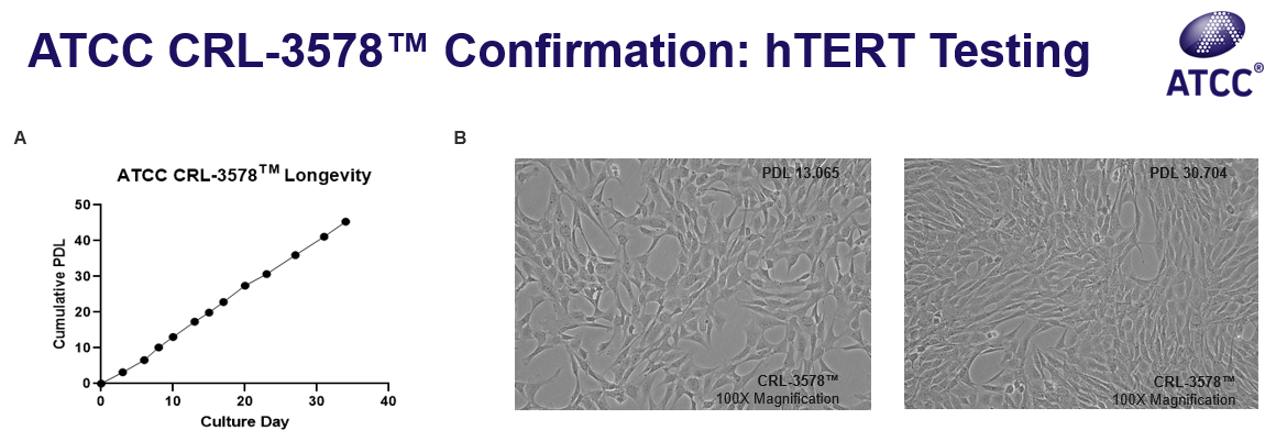 Image of CRL-3578 Confirmation hTERT Testing