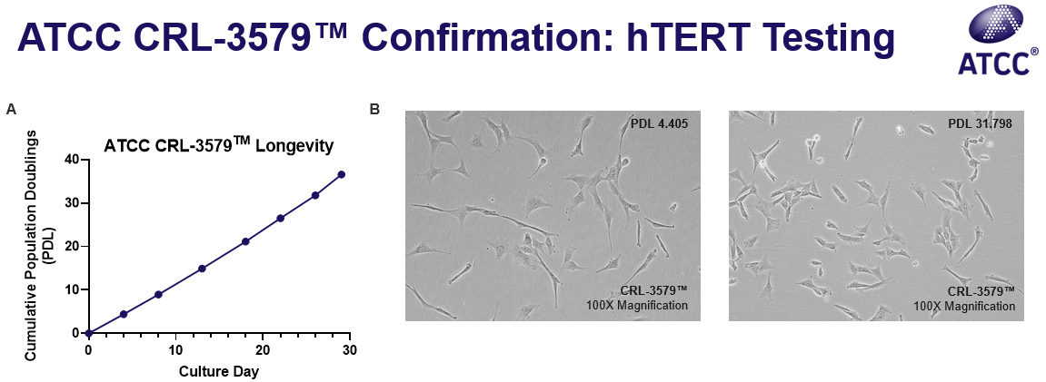 CRL-3579 Confirmation hTERT Testing