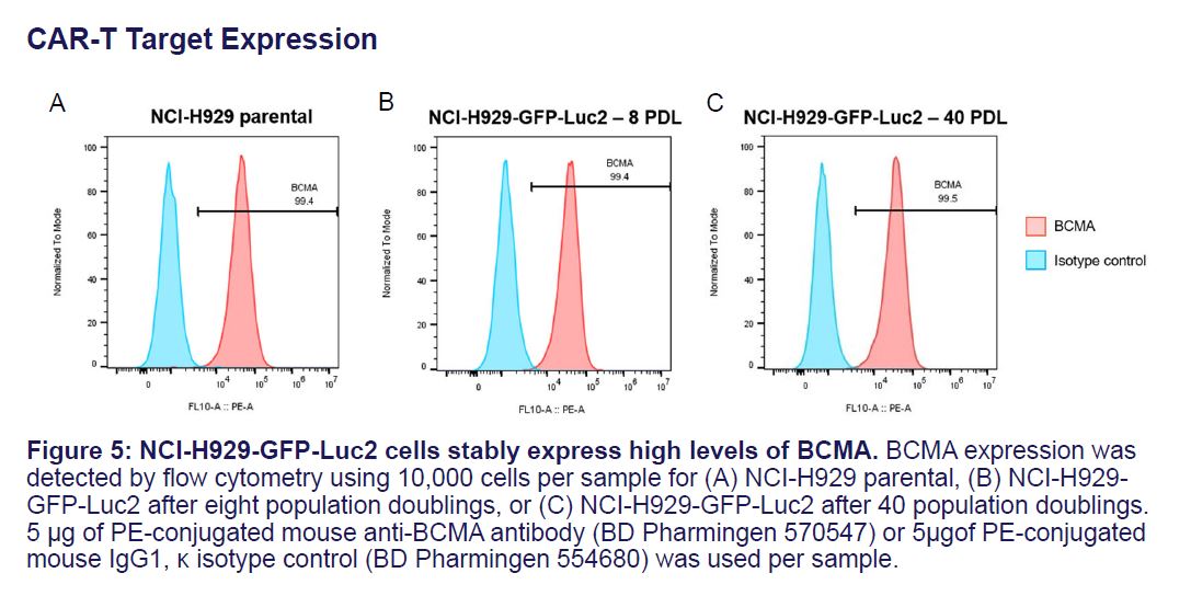 Fig 1 CRL-3580-GFP-LUC2