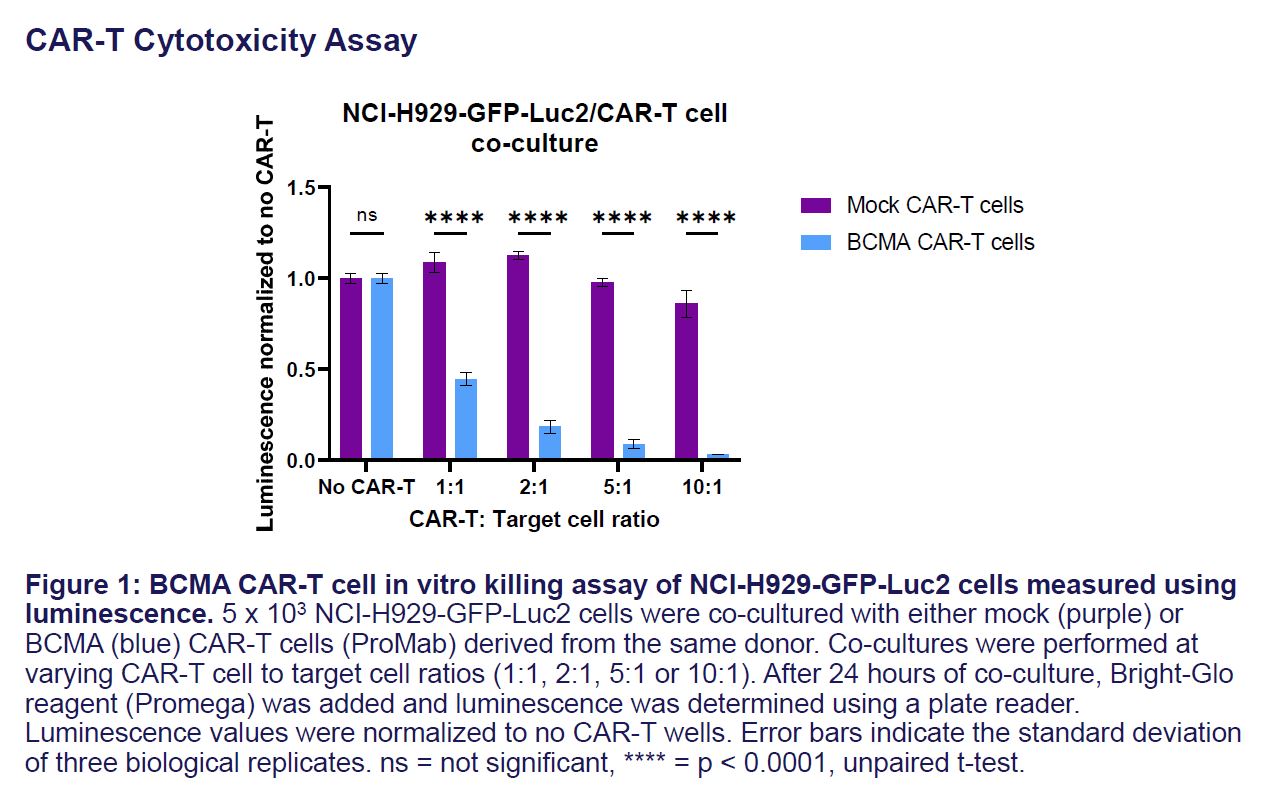 Fig 2 CRL-3580-GFP-LUC2