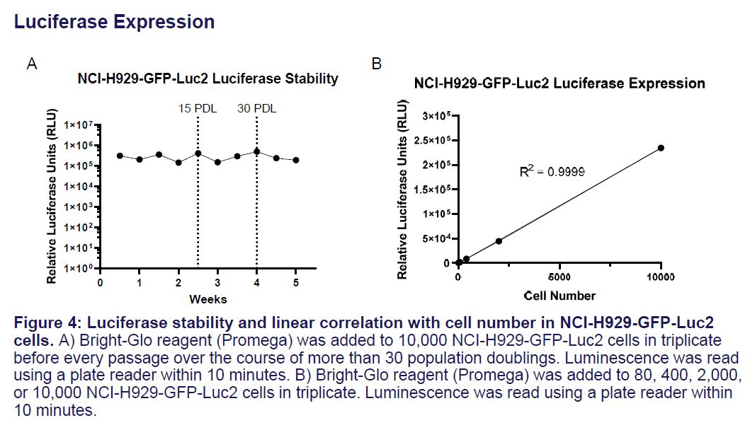 Fig 4 CRL-3580-GFP-LUC2