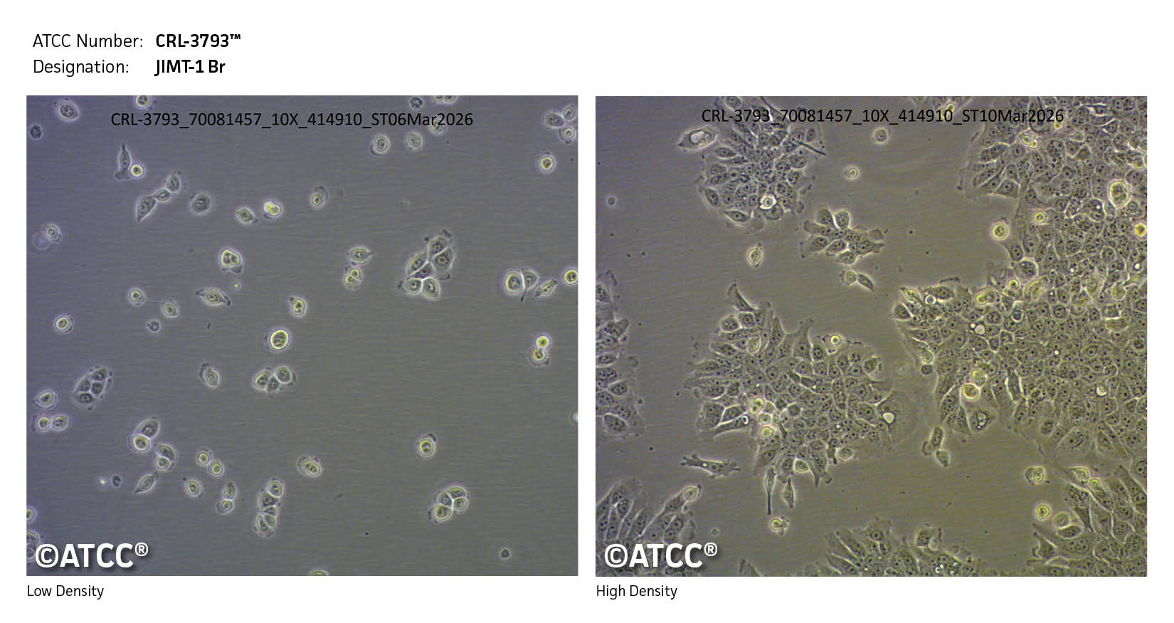 Low and High Density image of CRL-3793 JIMT-1 Br cells