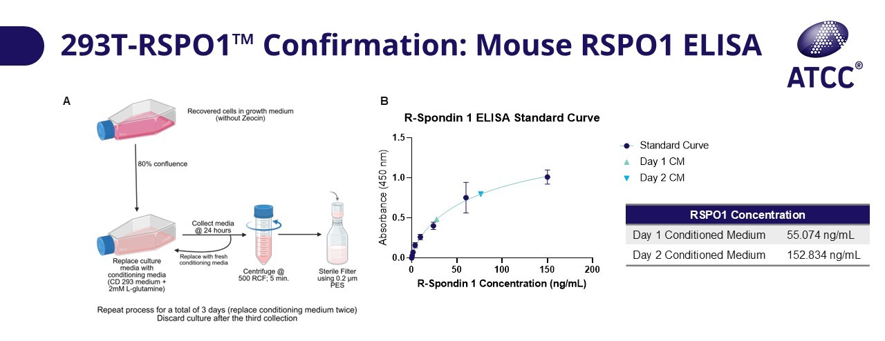 293T-RSPO1™ Confirmation Mouse RSPO1 ELISA