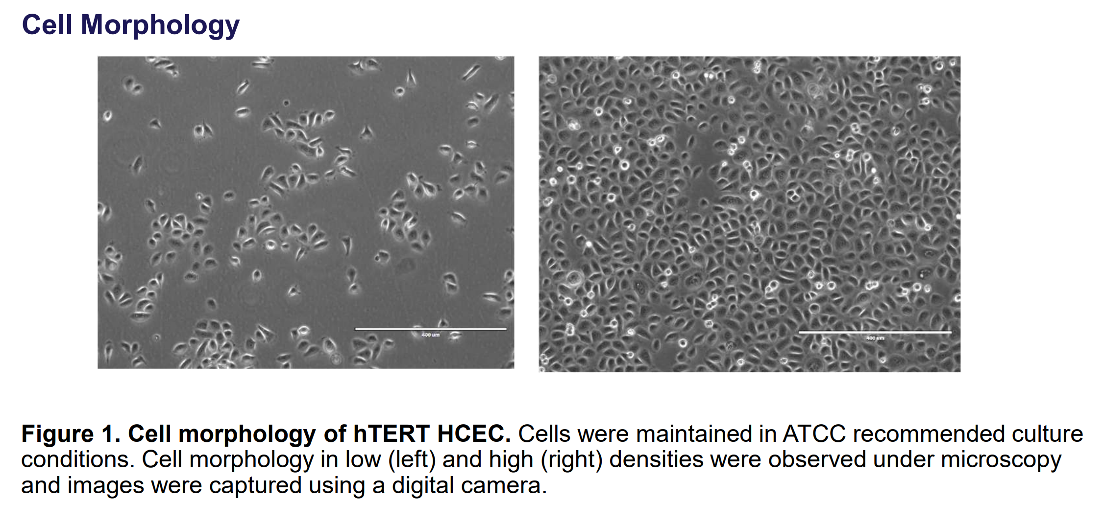 Micrographs CRL-4067