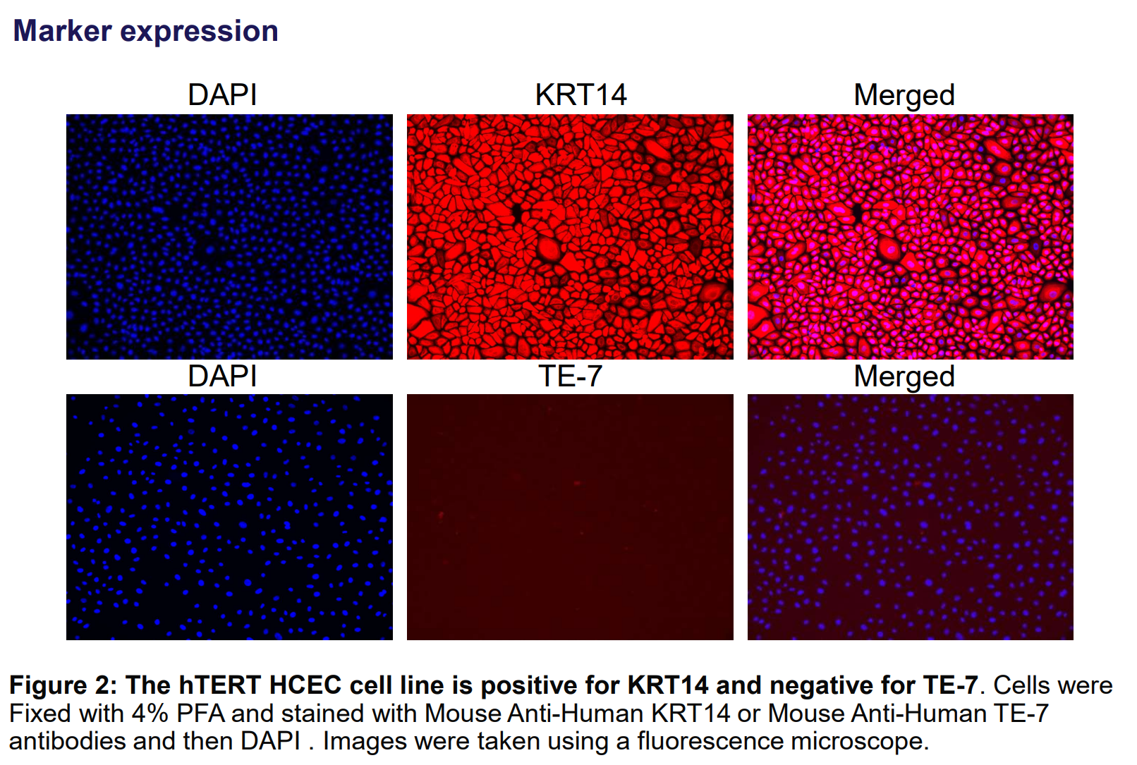 CRL-4067 marker expression