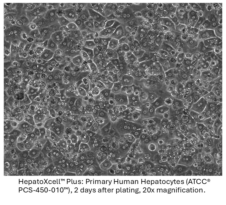 HepatoXcell plus cell micrograph showing healthy plated hepatocytes