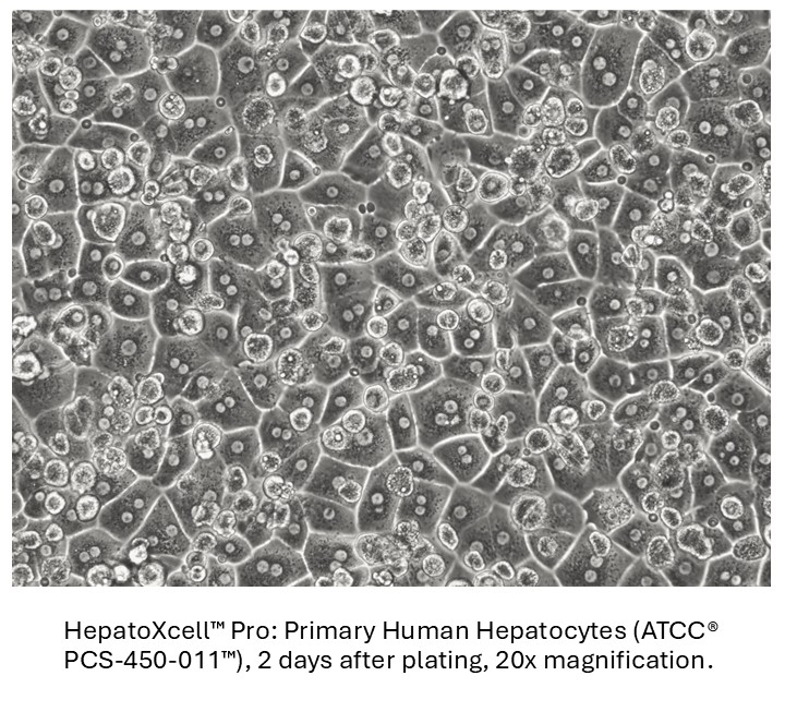 Cell micrograph of Hepatoxcell Pro showing healthy 7 day plateable cells