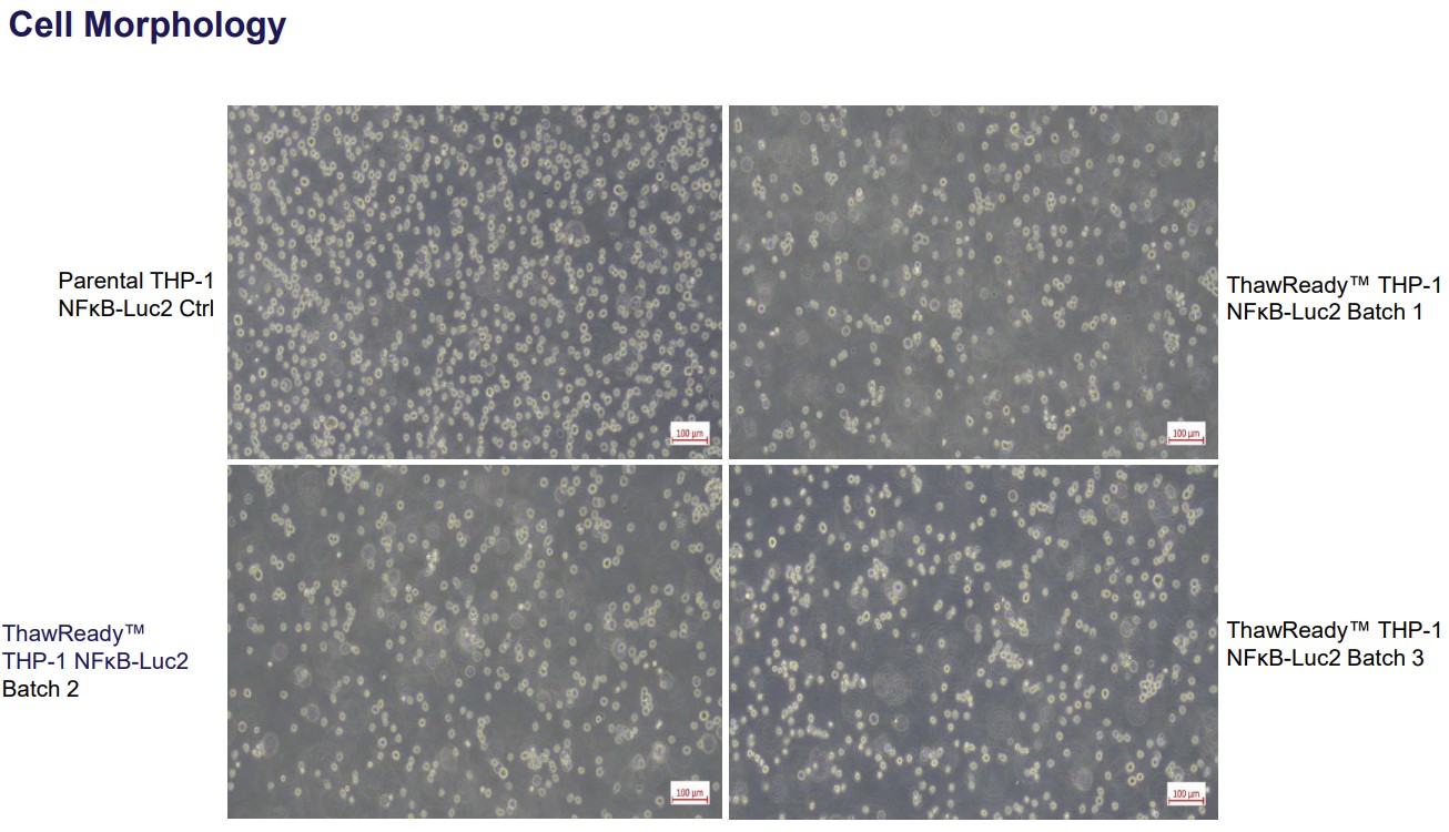 Assay ready cells data THP-1 data