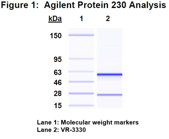 Molecular weight for heavy and light chains