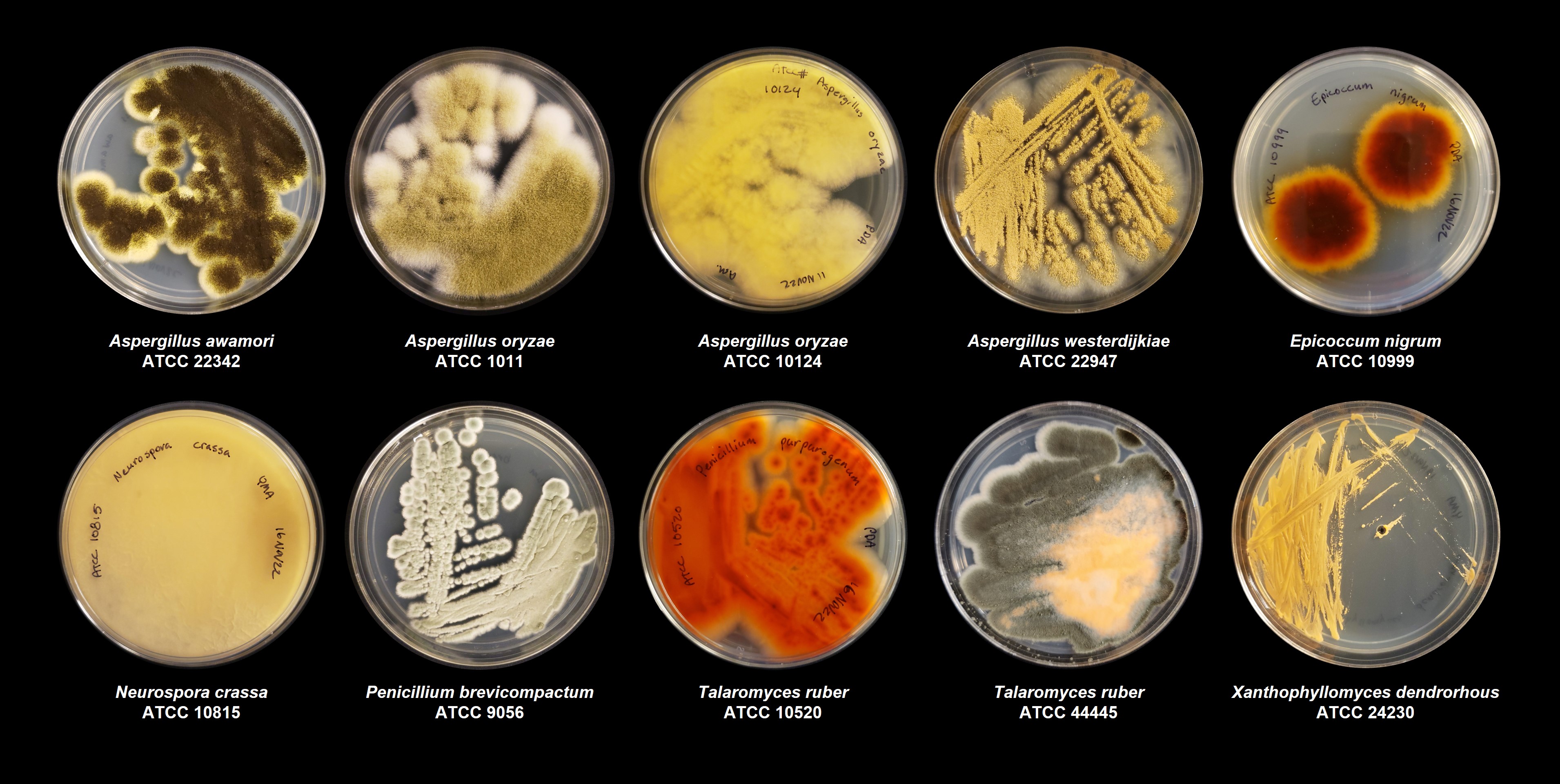 Ten ATCC fungal strains in petri dishes that can be used for pigment production.