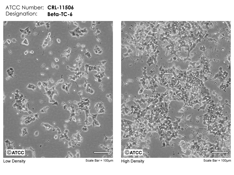 Beta Tc 6 Atcc Crl Mus Musculus Transgenic For Sv