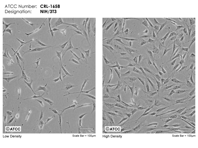 NIH3T3 - 3T3 cells - JapaneseClass.jp